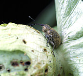 Boll weevil