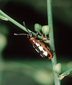 Asparagus beetle