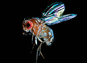 Sanning macrograph of a fruit fly,Drosophila sp