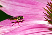 Toxomerus Hover Fly or Flower Fly
