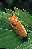 Hessian Fly,a gall midge