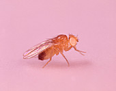 White-eyed fruit fly