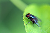 Bluebottle Fly