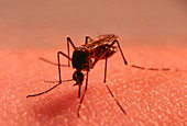 Mosquito on human skin sucking blood