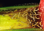 Mosquito Larvae in Heliconia Flower
