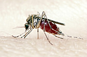 House Mosquito