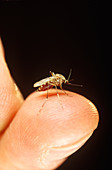 Engorged Mosquito on finger