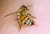 Stinging worker honeybee