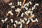 Ants tending larvae