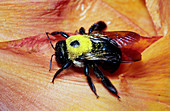 Eastern Carpenter Bee with Pollen