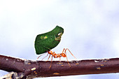 Leaf-cutting ant with leaf