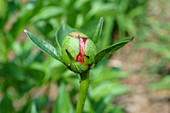 Ant on Peony Bud