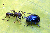 Bala Ant (Paraponera clavata)