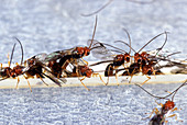 Biosteres Arisanus Wasp