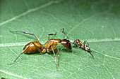 Ant queen and worker