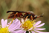 Paper Wasp