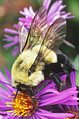 Carpenter Bee (Bombus sp.)