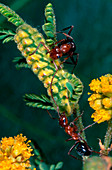 Ants feeding on nectar from caterpillar