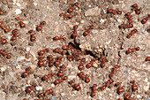 Red Harvester Ants