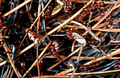 Slave-making ants