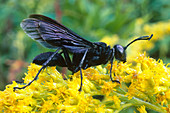 Wasp (Pepsis marginata)
