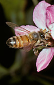 Honeybee (Apis sp.) collecting pollen