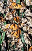 Monarch butterflies (Danaus plexippus) migrating