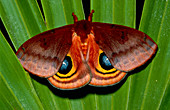 Io moth