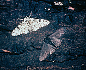 Moth camouflage