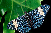 Blue cracker butterfly