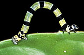 Striped inchworm caterpillar