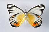 Jezebel butterfly