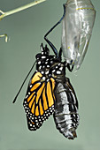 Monarch emerging from its chrysalis