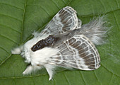 Large Tolype moth