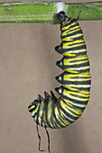 Monarch caterpillar forming chrysalis
