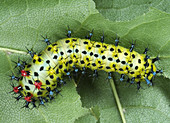 Cecropia moth caterpillar