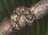 Widow underwing caterpillar