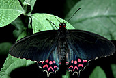 Pink-spotted Cattleheart butterfly