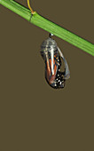 Monarch Butterfly emerging from chrysalis