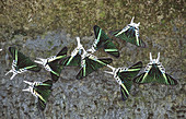 Butterflies eating minerals