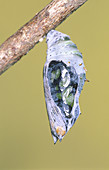 Malachite Butterfly emerging: 1 of 6