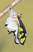 Malachite Butterfly emerging: 5 of 6