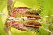 Silk glands of a polyphemus caterpillar
