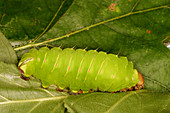 Polyphemus caterpillar