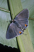 Gray Hairstreak Butterfly