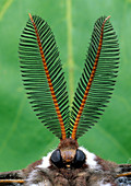 Male Ceanothus Moth