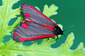 Cinnabar Moth (Tyria jacobeae)