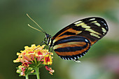 Tiger butterfly (Heliconius ismenius)