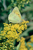 Orange Sulfur Butterfly