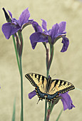 Eastern Tiger Swallowtail on Iris